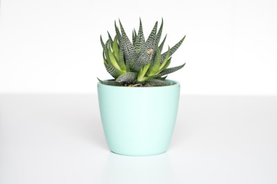 Ceramic Plant Pot Set